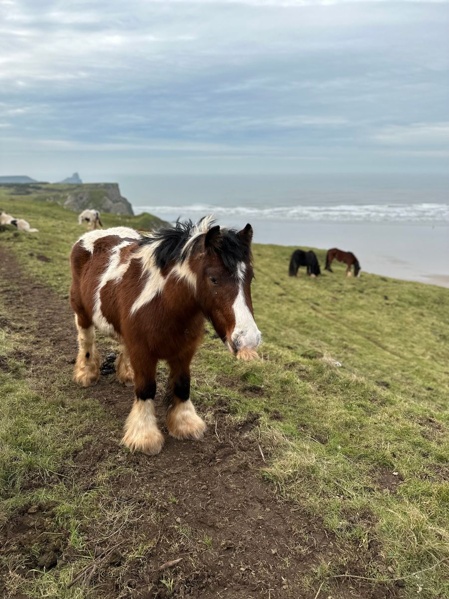 horse