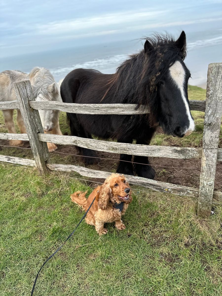 Horse