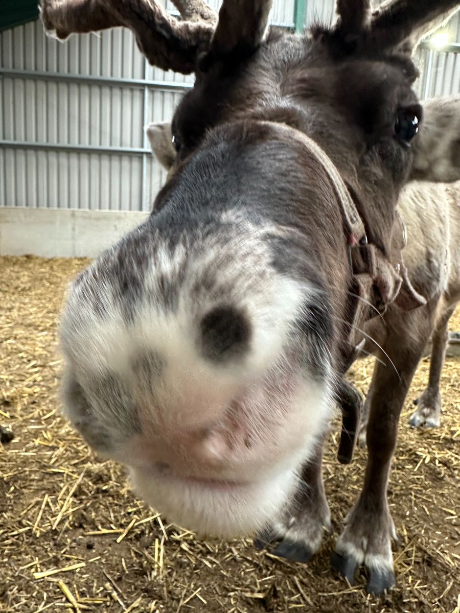Reindeer
