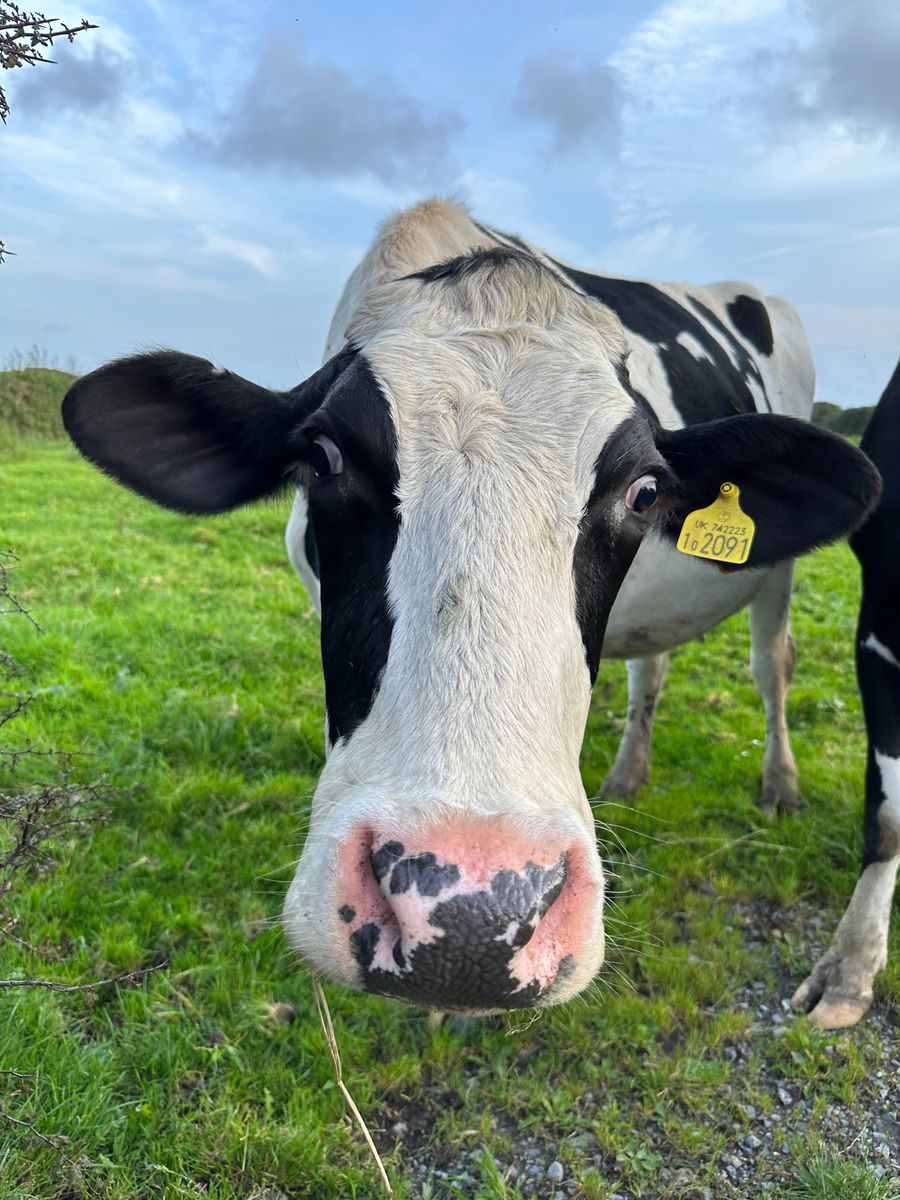 MOOOOOO