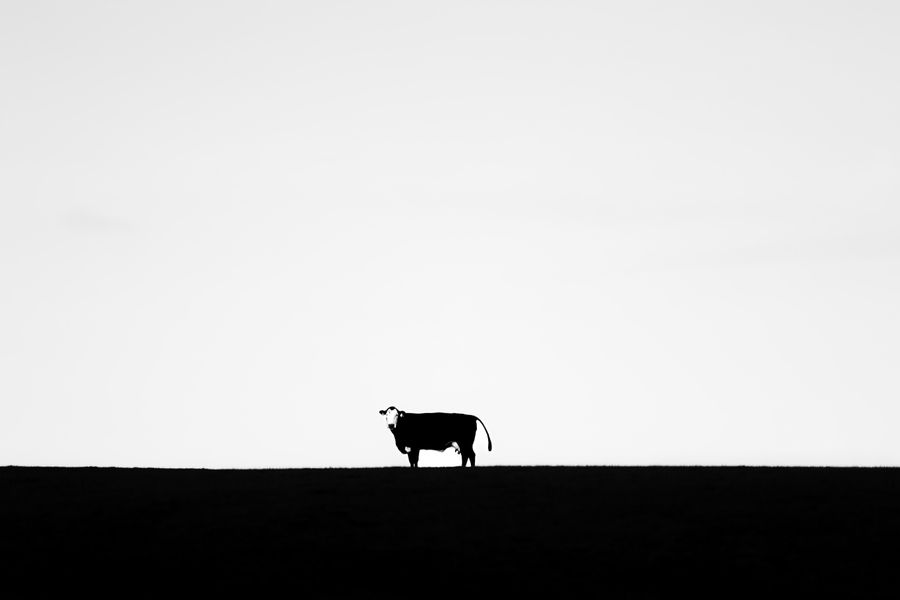 mono cow