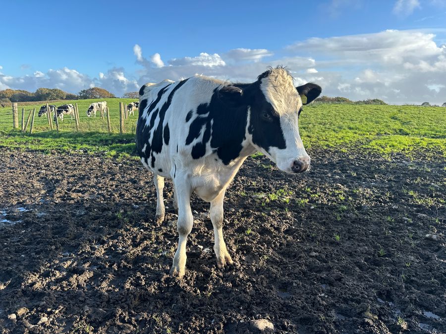 Latest cow