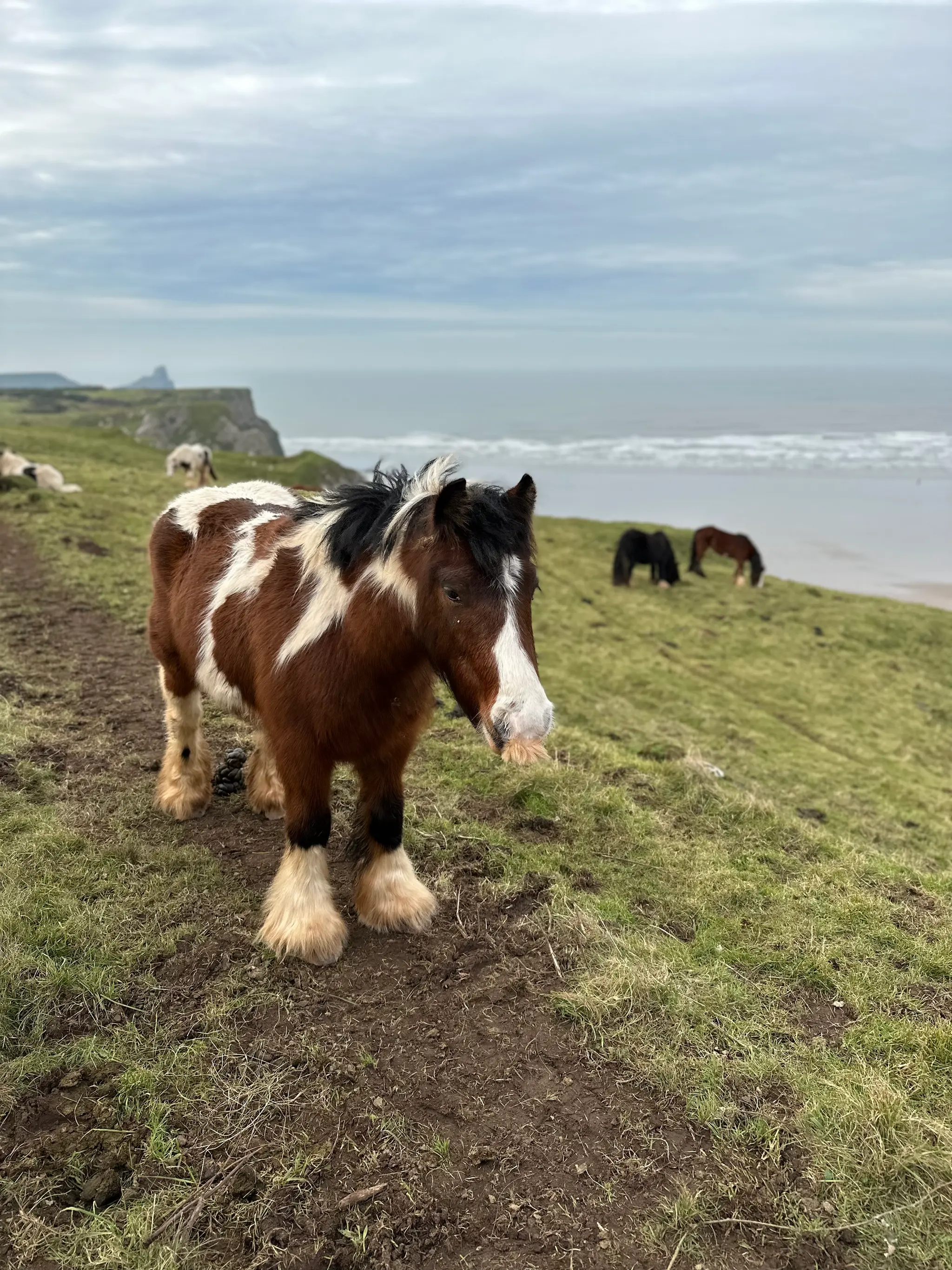 horse