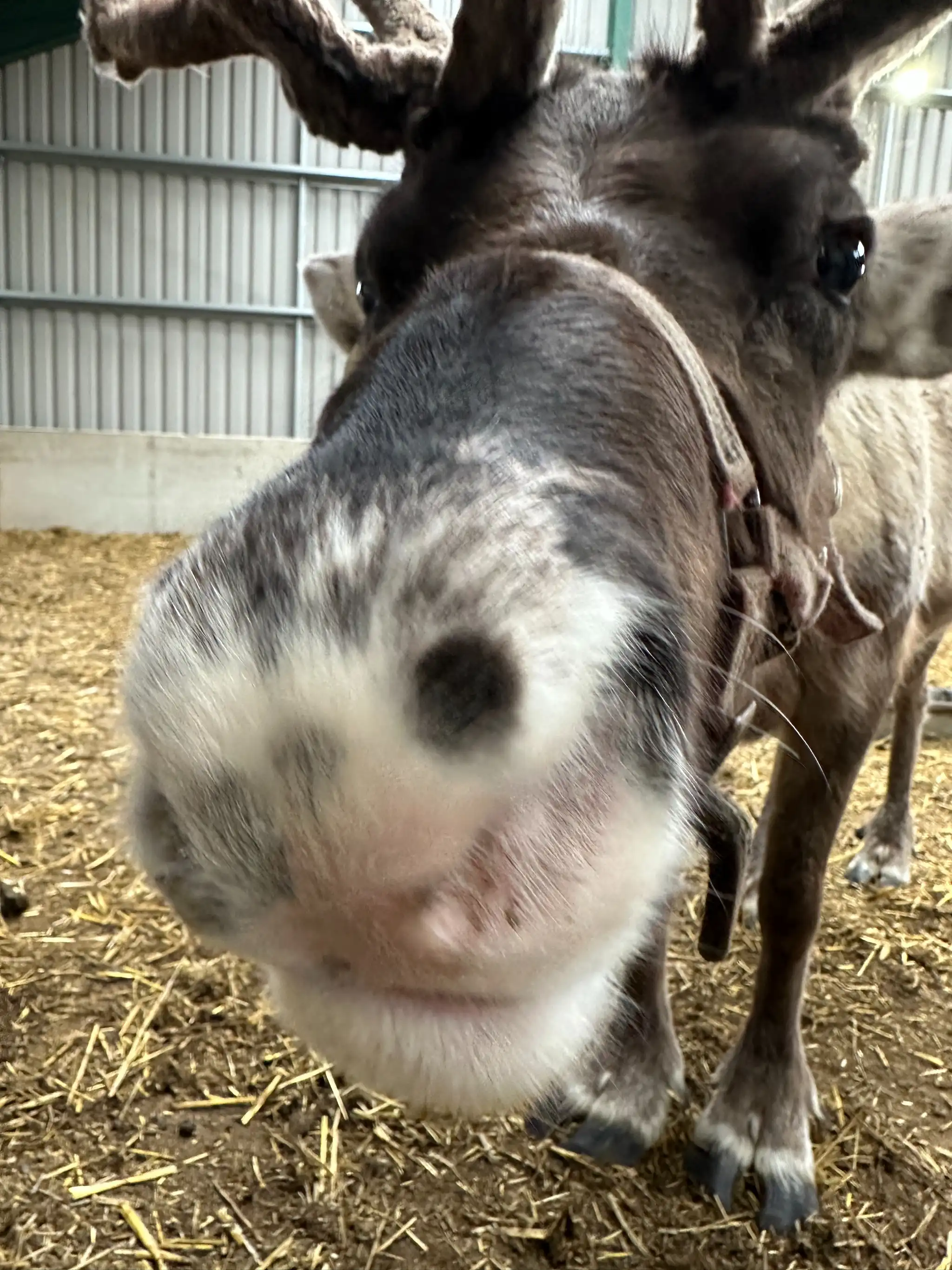 Reindeer