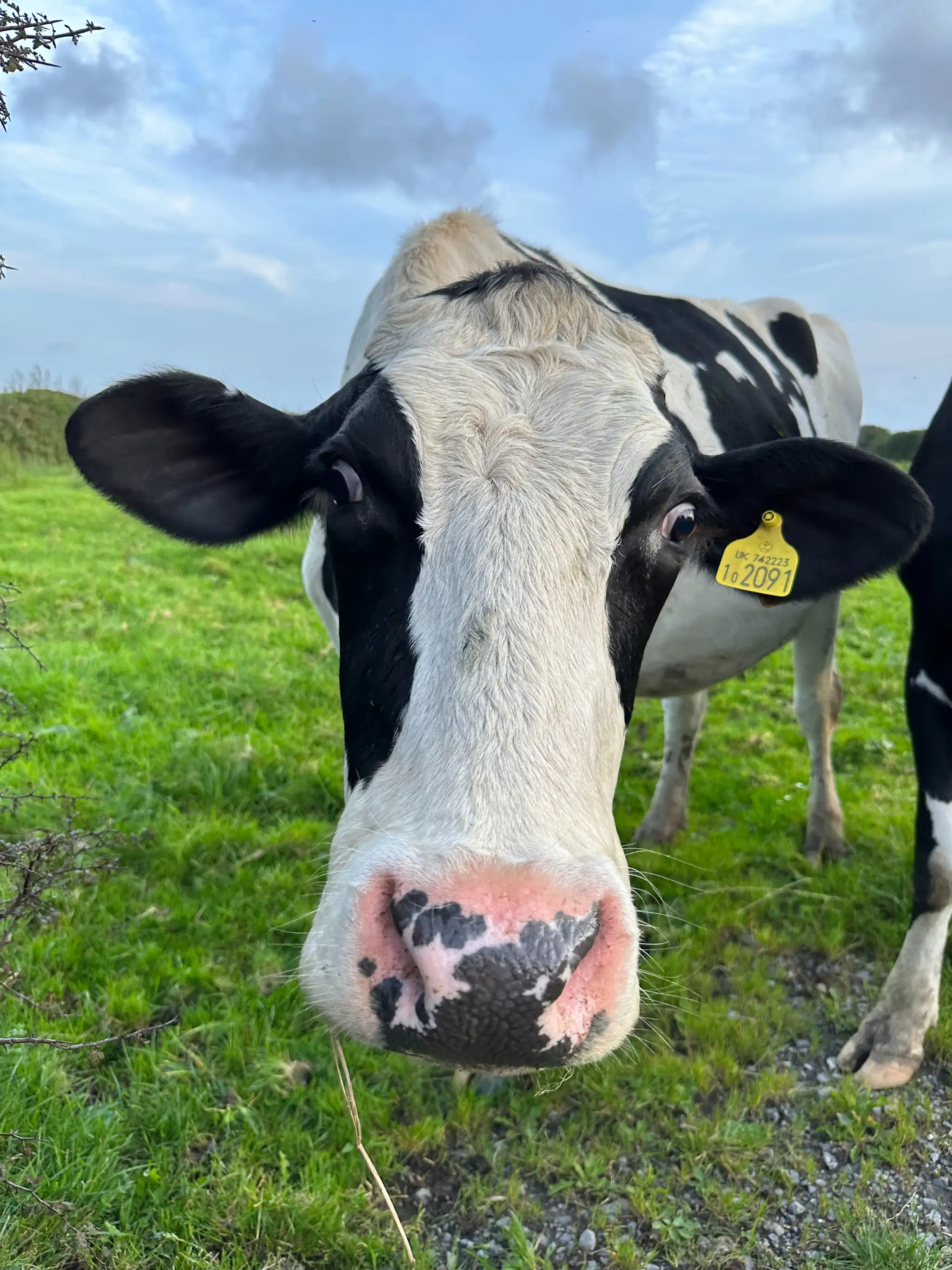 MOOOOOO