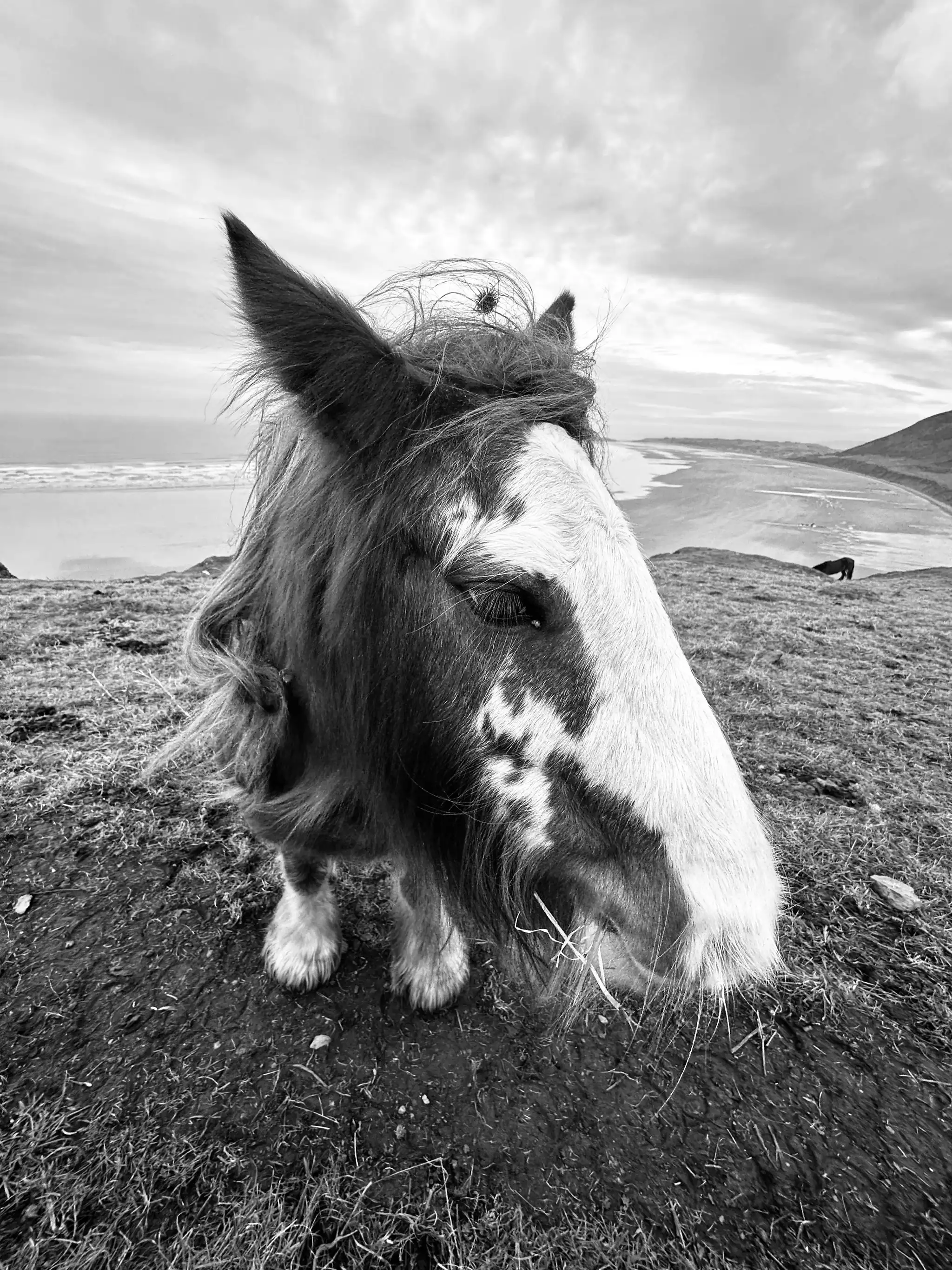 The horse