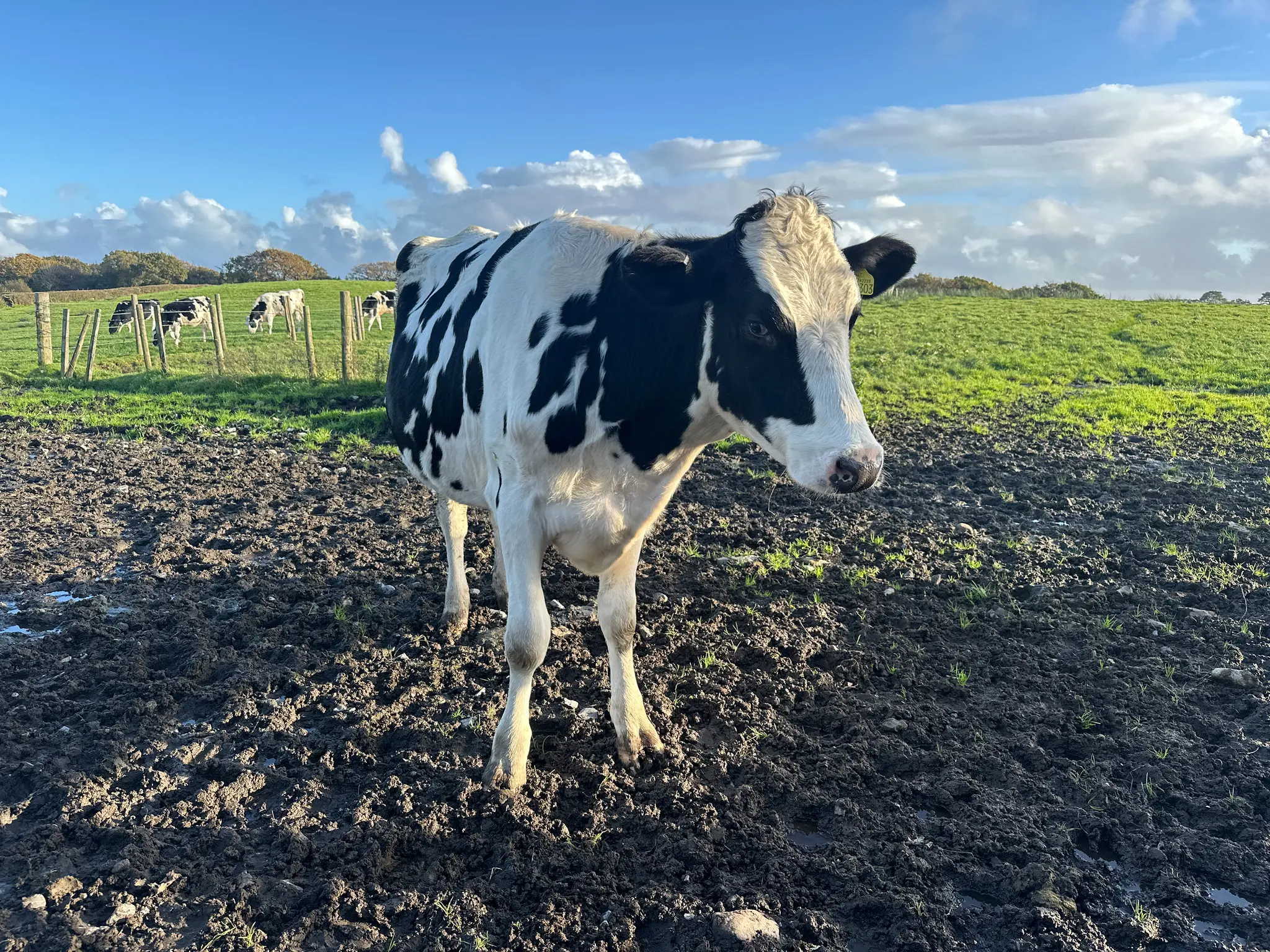 Latest cow